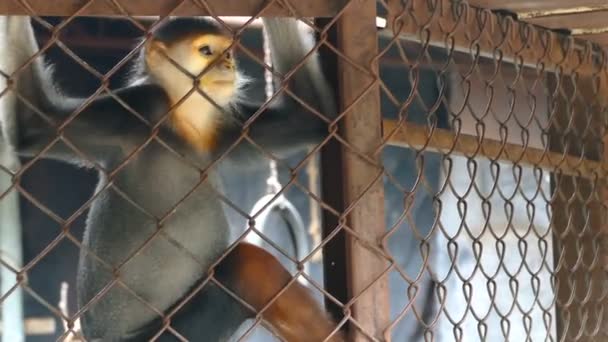 Sad Red Shanked Douc Langur Sit Looking Out Cage — Stock Video