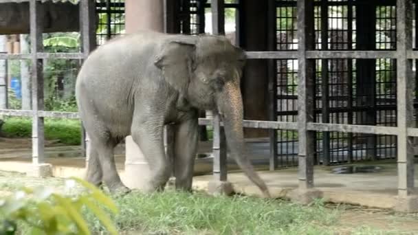 Thai elefánt járás, lábbal kötve egy lánc