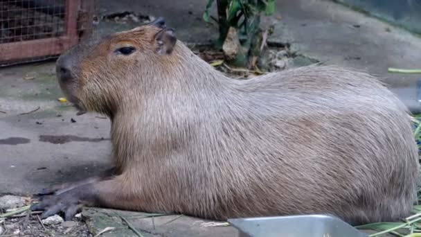 Olbrzymi Brązowy Capybara Hydrochaeris Hydrochaeris Capybara Jest Największym Świecie Gryzoniem — Wideo stockowe