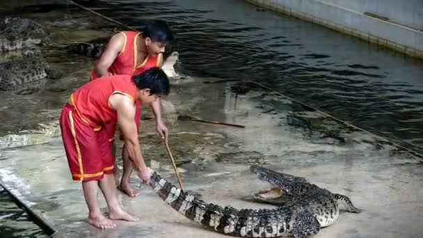 Nakhon Pathom Tailandia Febrero Show Cocodrilos Samphran Crocodile Farm Una — Vídeos de Stock