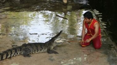 Nakhon Pathom, Thailand - 5 Şubat: Timsah Samphran timsah çiftliğinde göster: Nakhon Pathom, Tayland tarihinde 5 Şubat 2019, dünyadaki en etkileyici Timsah çiftliği biridir
