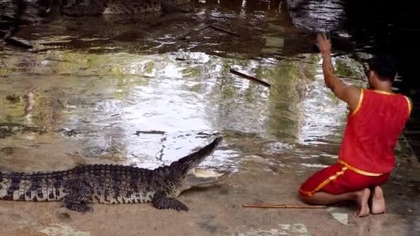 Нахон Патхом Тайланд Февраля Крокодиловое Шоу Крокодиловой Ферме Самфран Одна — стоковое видео