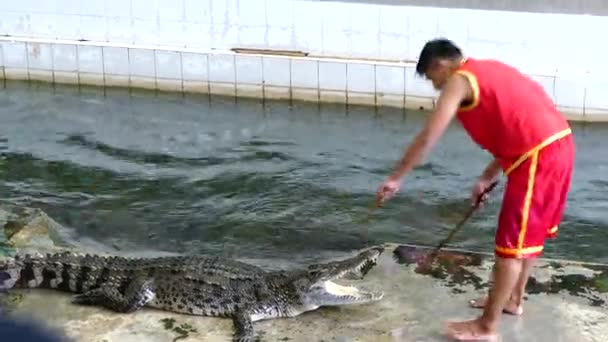 Krokodil show op Samphran krokodillenboerderij — Stockvideo