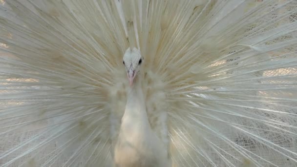 Tüy ile beyaz tavus kuşu — Stok video