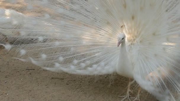 Pavo real blanco con pluma hacia fuera — Vídeo de stock