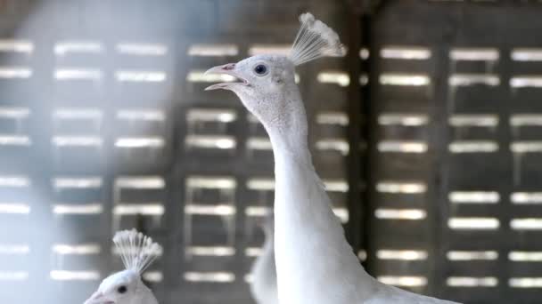 Pavo real blanco — Vídeo de stock