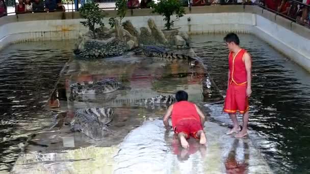 Pokaż krokodyla w Samphran Crocodile Farm — Wideo stockowe