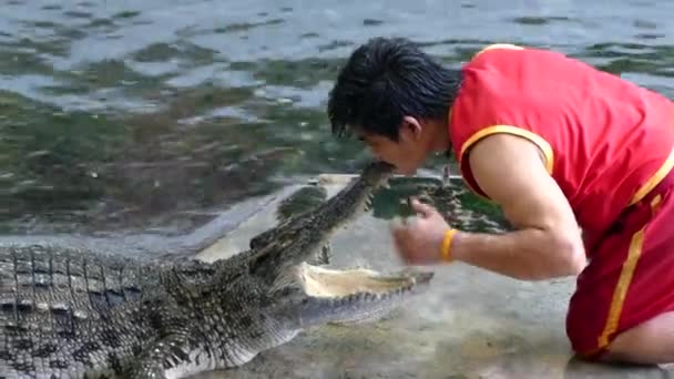 Krokodilshow auf der Krokodilfarm von Samphran — Stockvideo