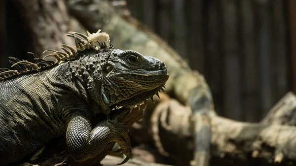 Iguana Verde reptil en la naturaleza — Foto de Stock