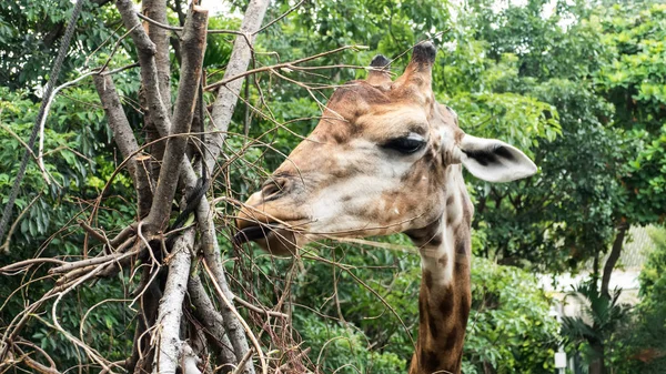 Giraffe eating  in nature — Stock Photo, Image