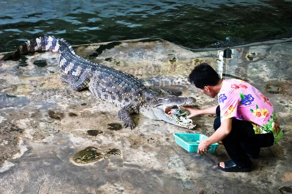 Espectáculo de cocodrilo en Samphran Crocodile Farm — Foto de Stock