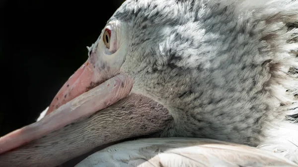 Déformation de la facture croisée du pélican — Photo