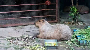 Dev kahverengi capybara 