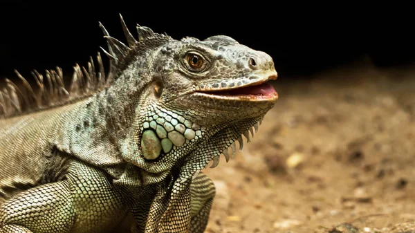 Iguana Verde reptil en la naturaleza — Foto de Stock