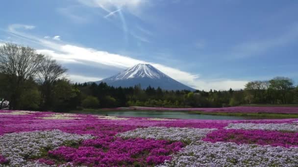 Montaña Fuji con el campo de musgo rosa — Vídeos de Stock