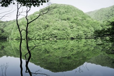 aşırı büyümüş ağaçlarda ileri geri.