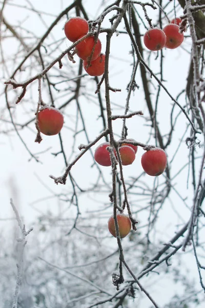 Manzanas Rojas Las Ramas Nieve —  Fotos de Stock