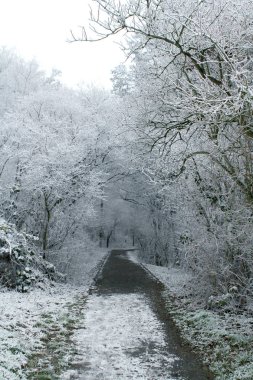 yol ve Park hoarfrost ağaçlarda