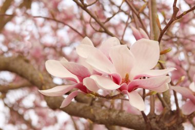 Çiçekleri Manolya cennet kokusu