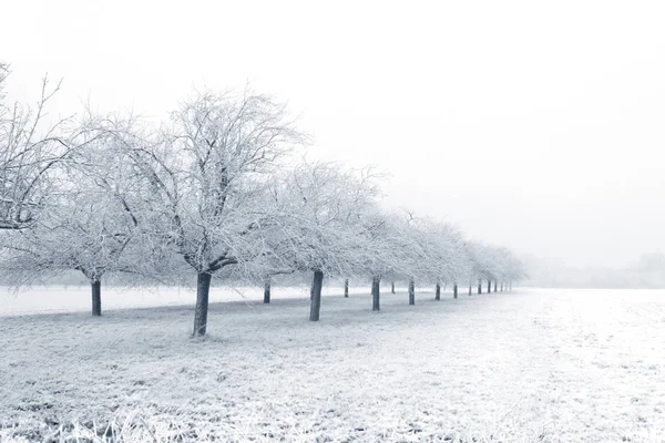 Δέντρα Ένα Πεδίο Στο Χιόνι — Φωτογραφία Αρχείου