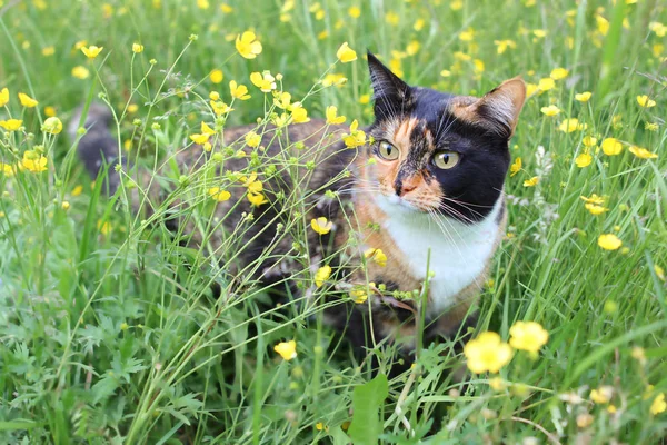 Tricolor Cat Walks Grass — Stock Photo, Image