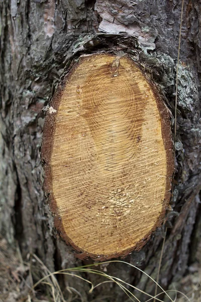 Sierra Fresca Madera Cortada — Foto de Stock