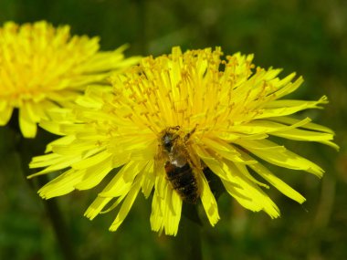 büyük sarı karahindiba çiçek nektarı toplamak bir arı ile