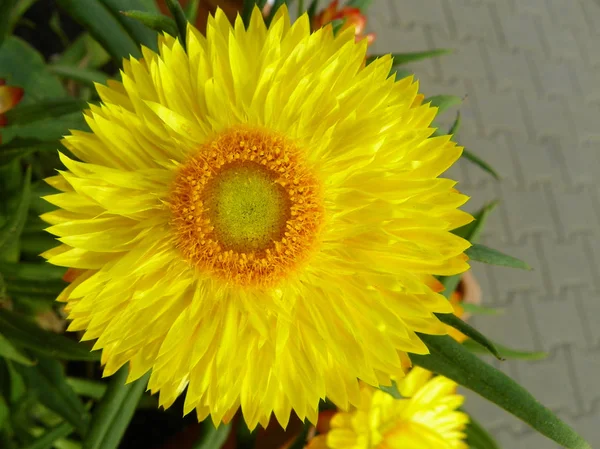 Большой Желтый Цветок Тычинками — стоковое фото