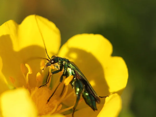甲虫坐在一朵花上收集花粉 — 图库照片
