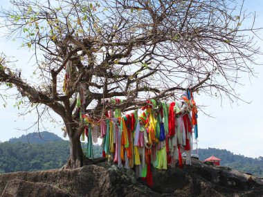Tüm renkleri kurdela ile Budist dilek ağacı, rüzgarda çırpınan bağlı