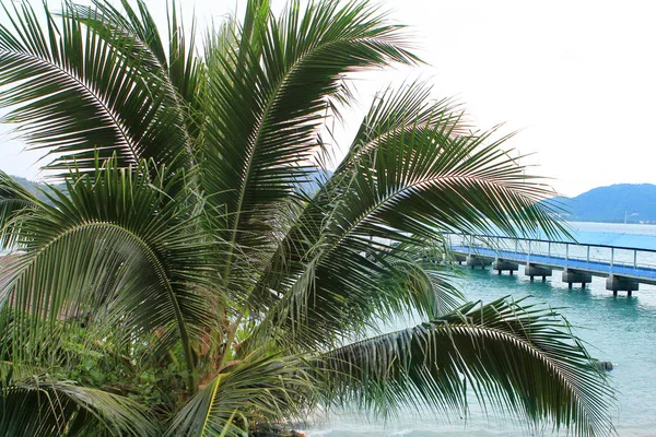 Paisaje marino romántico en una hermosa bahía, embarcadero detrás de una palmera, Malasia, isla, estrecho de Malaca, concepto de vacaciones, viajes . — Foto de Stock