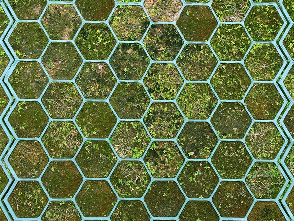 Musgo e grama, suculento, fresco na grade da forma de hexágono, favo de mel, padrão, fundo — Fotografia de Stock