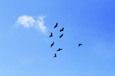 Mavi gökyüzüne karşı uçan kuşların bir sürüsü