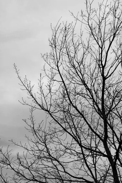 Ramas de árboles desnudos contra el cielo — Foto de Stock