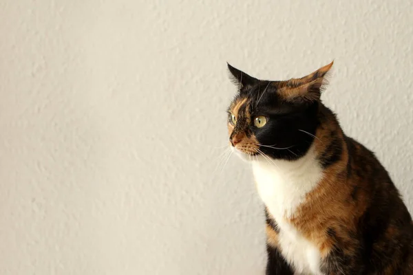 Tricolor bonito gato olha para o lado do mundo — Fotografia de Stock