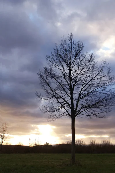 Árbol solitario con ramas desnudas contra un cielo gris nublado —  Fotos de Stock