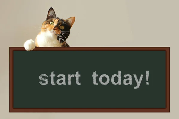 Text sign showing the beginning of today. Conceptual photography Initiation Start right now Inspirational Motivational phrases Tricolor cute cat holds a blackboard with an inscription
