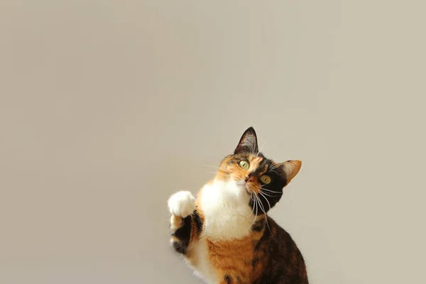 Tricolor cat raised the front foot, close-up — Stock Photo, Image