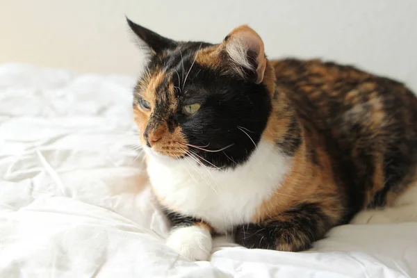 O gato doméstico tricolor fica perto em um fundo leve — Fotografia de Stock