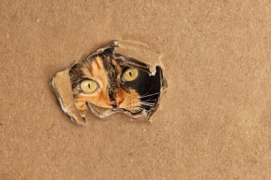 Namlu üç renkli kedi içinde belgili tanımlık kalın karton, gölgeleme kavramı bir delikten bakmak