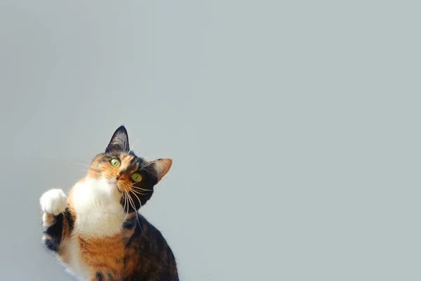 Tricolor cat raised the front foot, close-up — Stock Photo, Image