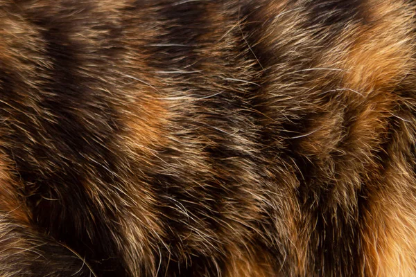 Textuur van wol, haar, katten huiden, bruine wol — Stockfoto