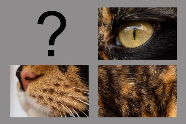 three-piece puzzle three-colored cat, eye, close-up, question, concept