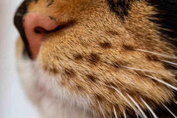Кошачье лицо, нос, щека, усы, крупный план, макрофото — стоковое фото