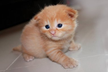 küçük, kabarık, sevimli, kırmızı kedi yavrusu odada parlak zemin üzerinde tek başına oturan