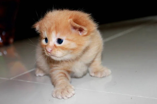 Pequeño, esponjoso, lindo, gatito rojo se sienta solo en el suelo brillante en la habitación y mira hacia otro lado — Foto de Stock