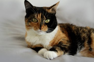 Sevimli üç renkli kedi dikkatli. Kameraya bakıyorum. Arkası açık gri.