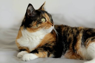 Dikkatli sevimli üç renkli kedi, yan bakmak, yakın çekim