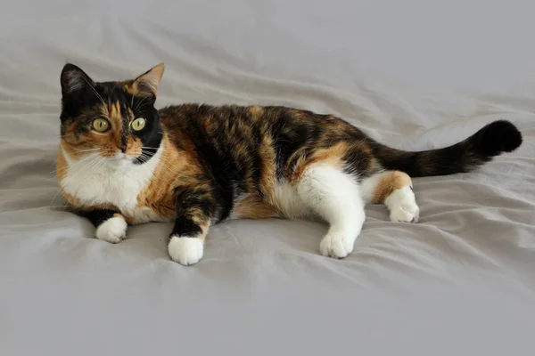 Schöne tricolor Katze liegt auf einem hellgrauen Hintergrund, zur Seite schauen, Nahaufnahme — Stockfoto