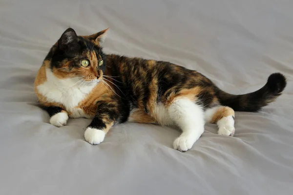 Schöne tricolor Katze liegt auf einem hellgrauen Hintergrund, zur Seite schauen, Nahaufnahme — Stockfoto